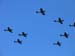 8 Spitfire in formazione