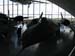 Museo USA